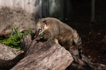Nasenbär