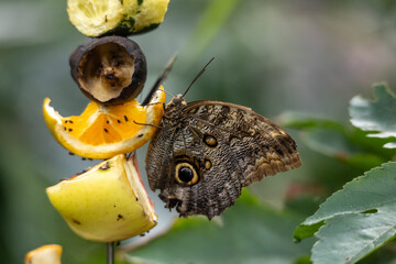 Bananenfalter Schmetterling Caligo