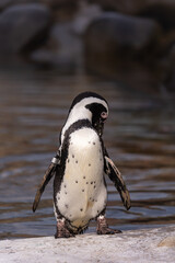 Brillenpinguin Spheniscus demersus