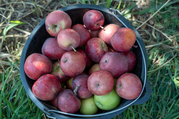 apple picking in Almaty, Issyk near the Almaty mountains. Autumn apple picking in Issyk city. Red, yellow apples in a bucket, Almaty Aport