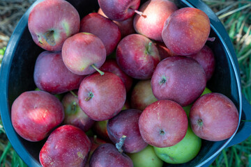 apple picking in Almaty, Issyk near the Almaty mountains. Autumn apple picking in Issyk city. Red, yellow apples in a bucket, Almaty Aport