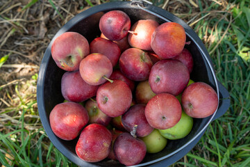 apple picking in Almaty, Issyk near the Almaty mountains. Autumn apple picking in Issyk city. Red, yellow apples in a bucket, Almaty Aport