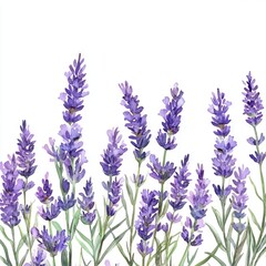 Naklejka premium Border of tender watercolor lavender flowers border on white background