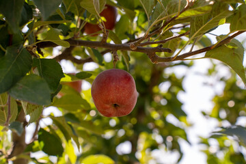 apple picking in Almaty, Issyk near the Almaty mountains. Autumn apple picking in Issyk city. Red, yellow apples in a bucket, Almaty Aport