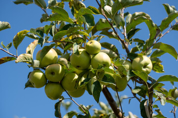 apple picking in Almaty, Issyk near the Almaty mountains. Autumn apple picking in Issyk city. Red, yellow apples in a bucket, Almaty Aport