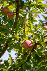 apple picking in Almaty, Issyk near the Almaty mountains. Autumn apple picking in Issyk city. Red, yellow apples in a bucket, Almaty Aport