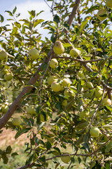 apple picking in Almaty, Issyk near the Almaty mountains. Autumn apple picking in Issyk city. Red, yellow apples in a bucket, Almaty Aport
