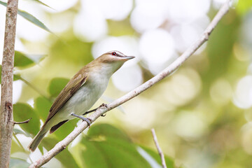 A red-eyed vireo (Vireo olivaceus), a beautiful and understated bird with a red eye, on a branch in the woods in southwest Florida in late summer / early fall. 