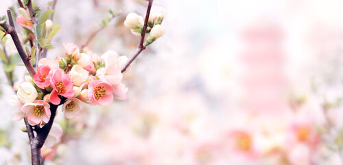 Horizontal banner with Japanese Quince flowers (Chaenomeles japonica) of pink color and ancient...