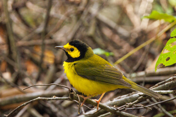Fototapeta premium A hooded warbler (Setophaga citrina), a migratory bird, visits Sarasota, Florida on its journey south in the late summer / early fall.