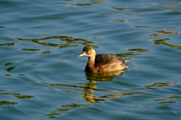 Little grebe swimming on the lake, close-up of a bird
