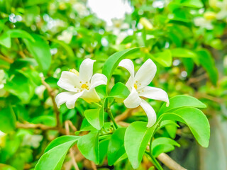 Close-up photo of flowers, blooming flower background picture, flower in the garden.