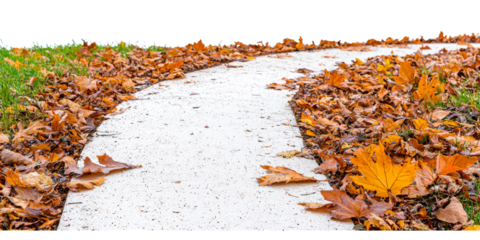 Curved pathway covered with autumn leaves in a serene garden