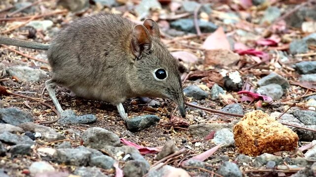 Telephoto of cute Eastern rock elephant shrew foraging on ground, little five