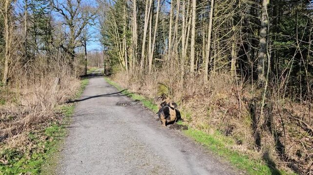 kune kune pigs eating fresh grass