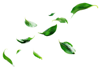 PNG Floating green leaves isolated background