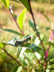 a grasshopper, miramella alpina, on a mountain meadow at a sunny summer day