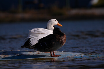 bird, duck, animal, water, nature, wildlife, goose, beak, sea, lake, seagull, gull, feather, pond, wild, geese, mallard, white, birds, flight, ocean, wing, feathers