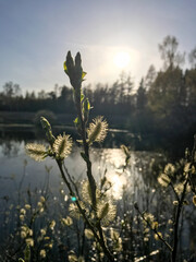 Gałązki młodej wierzby iwy Salix capera w słońcu © ucja