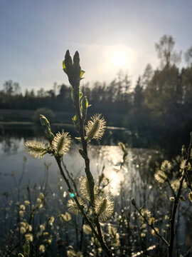 Gałązki młodej wierzby iwy Salix capera w słońcu