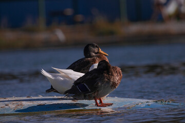bird, duck, animal, water, nature, wildlife, goose, beak, sea, lake, seagull, gull, feather, pond, wild, geese, mallard, white, birds, flight, ocean, wing, feathers