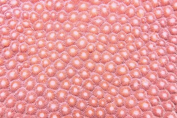 Organic texture of the hard coral Abstract background in trendy coral color .