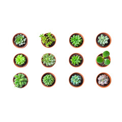 A carefully arranged group of succulents, each with distinct patterns and textures, isolated on a bright white background 