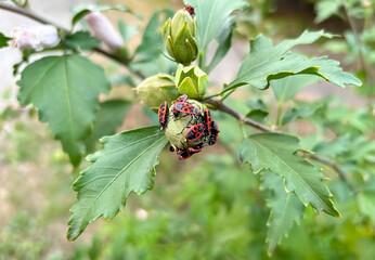 Fire Beetle. Pyrrhocoris apterus. Soldier bug on a plant.