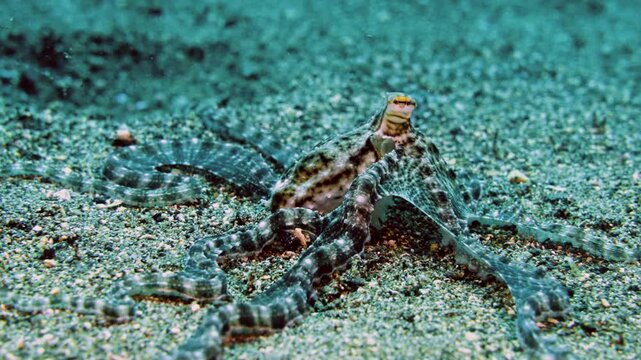 smart black and white mimic octopus, sandy seabed crawling on a tropical coral reef, mimicking changing poses, underwater macro, Philippines, Asia