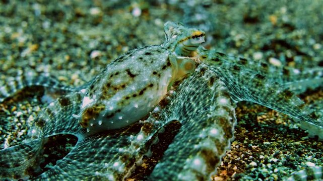 smart black and white mimic octopus, sandy seabed crawling on a tropical coral reef, mimicking changing poses, underwater macro, Philippines, Asia