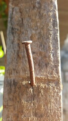 Textura de madeira com prego velho enferrujado.