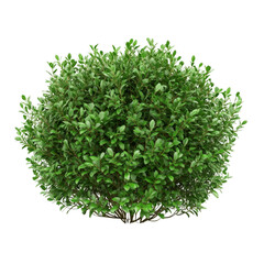 Naklejka premium PNG bush against transparent background