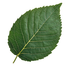 green leaf isolated on a transparent background