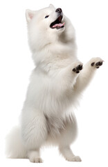 Fototapeta premium PNG Happy samoyed standing on hind legs mammal animal white.