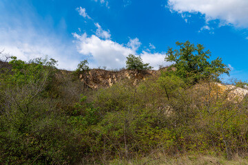 hillside covered in trees and bushes