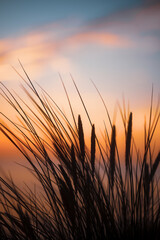 Marram grass at sunset
