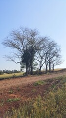 Grupo de árvores seca na beira da estrada rural.