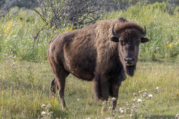 Sideview of one young female bison standing in a pasture with green grass looking at the camera.