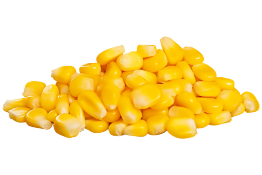 Close Up To a Pile of Yellow corn seeds PNG uncooked corn kernels isolated on white and transparent background - Corn seeds and Maize farming Concept