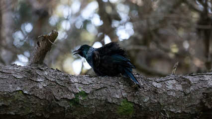 Close up of tui bird on tree branch with white throat tuft singing a song in outdoor wilderness of New Zealand 