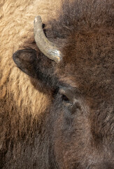 Extreme closeup of the eye and small horn of a young bison with its brown shaggy hair.