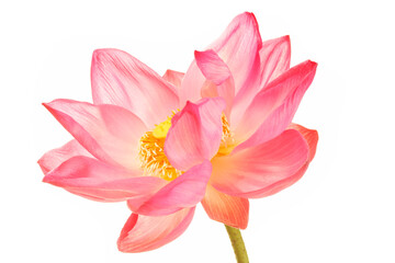 Fototapeta premium lotus flower