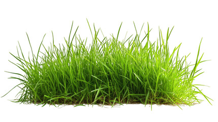 Obraz premium Grass isolated on transparent background, PNG, cut out