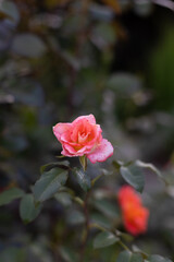 Beautiful blooming pink roses in the garden against the background of green leaves. The beauty of nature. Selective focus, close-up.