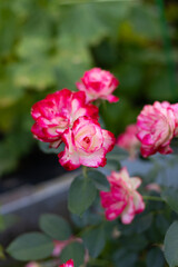 Beautiful blooming red roses in the garden against the background of green leaves. The beauty of nature. Selective focus, close-up.