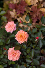 Beautiful blooming orange roses in the garden against the background of green leaves. The beauty of nature. Selective focus, close-up.