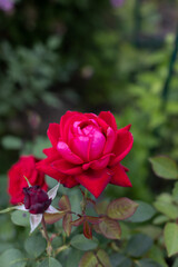 Beautiful blooming red roses in the garden against the background of green leaves. The beauty of nature. Selective focus, close-up.