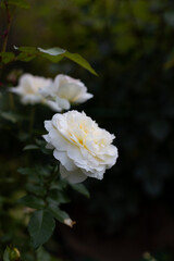 Beautiful blooming white roses in the garden against the background of green leaves. The beauty of nature. Selective focus, close-up.