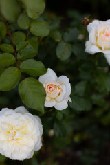 Beautiful blooming white roses in the garden against the background of green leaves. The beauty of nature. Selective focus, close-up.
