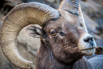 Bighorn ram